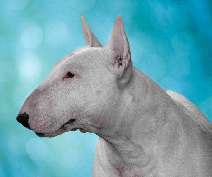 Bull Terrier 101