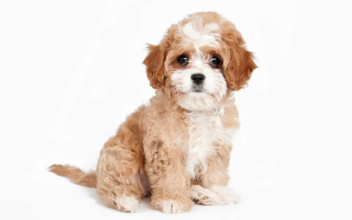 Temperament i inteligencja Cavapoo