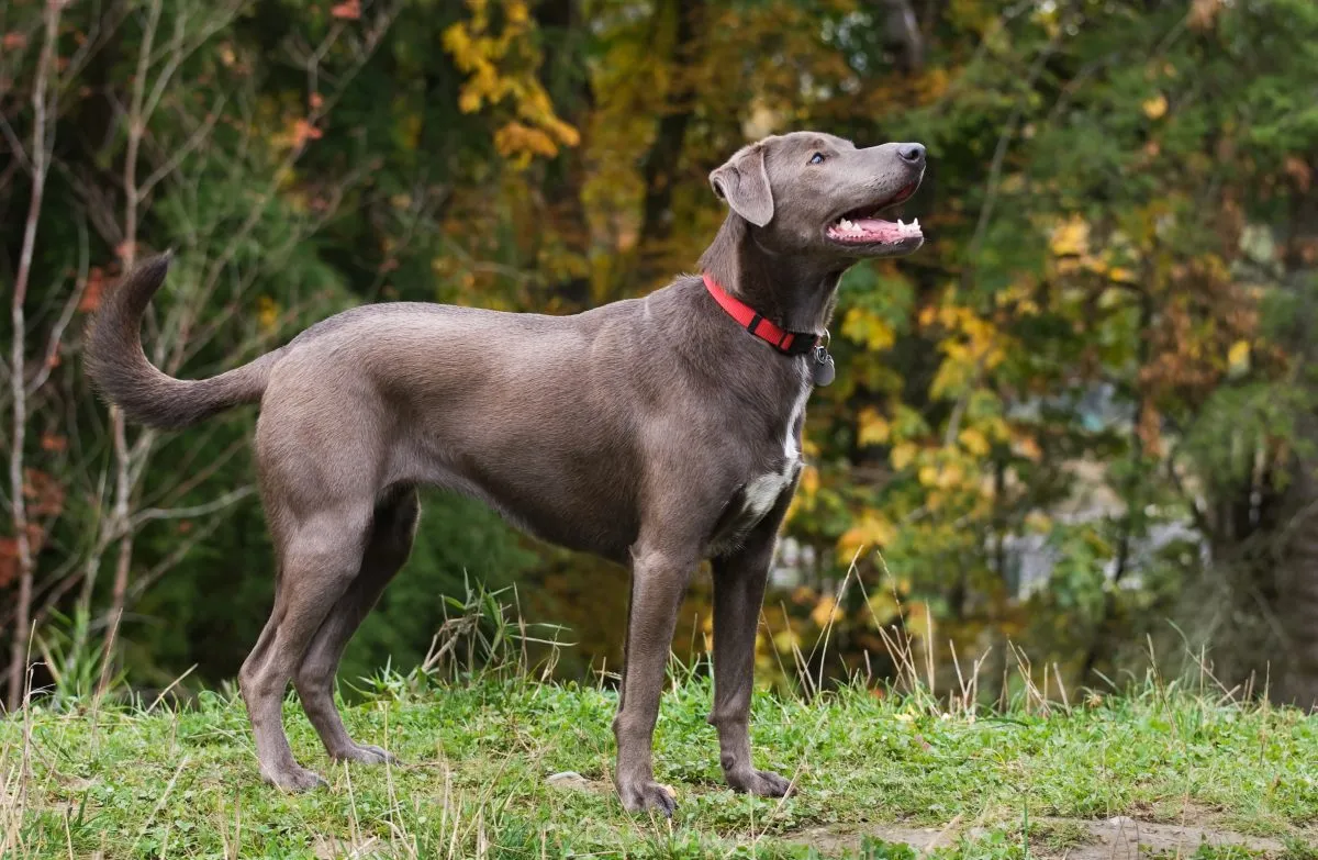 Blue Lacy rasa psów: informacje, zdjęcia, przewodnik pielęgnacji, cechy i więcej!