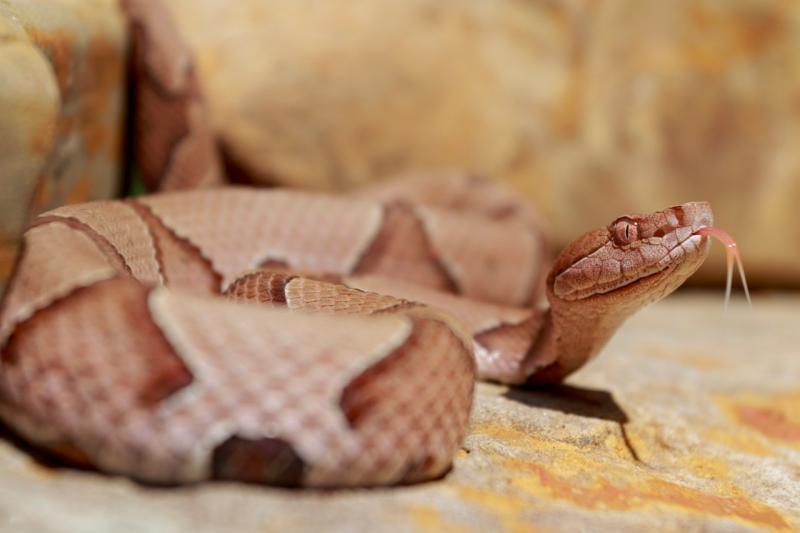 10 węży występujących w Karolinie Północnej (ze zdjęciami)