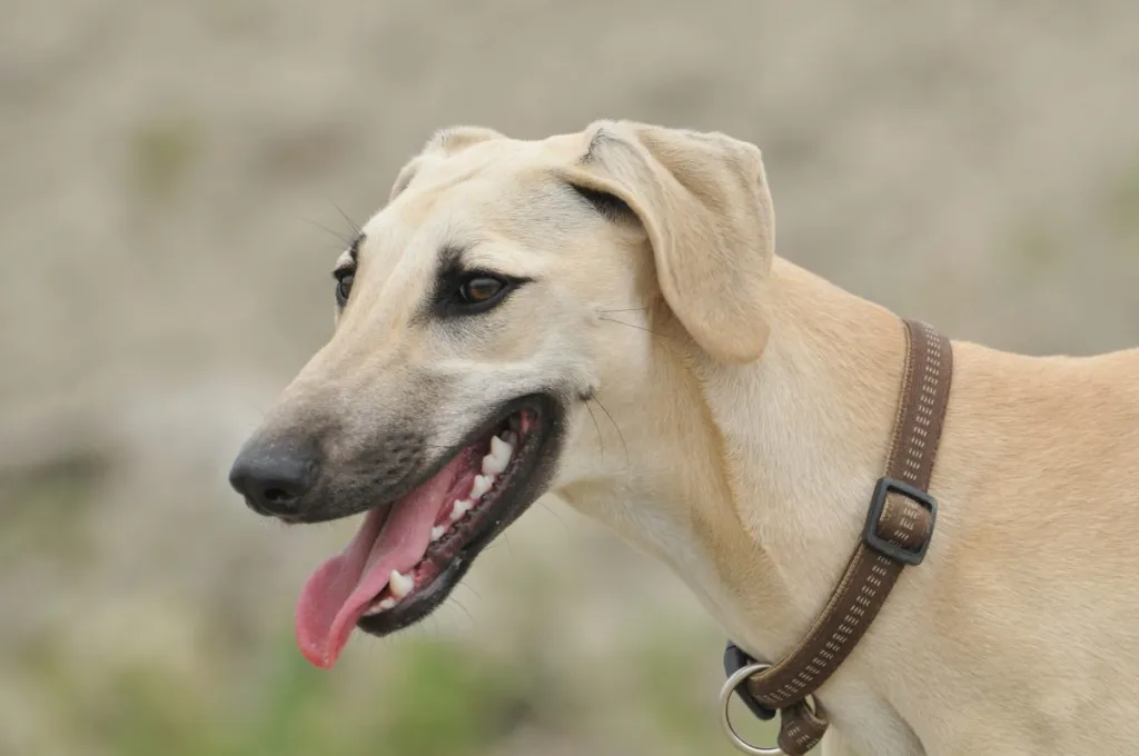 Przewodnik po rasie psów Sloughi: Informacje, zdjęcia, pielęgnacja i więcej!