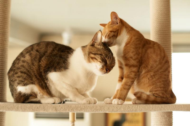 Jak wprowadzić dwa koty, gdy jeden jest agresywny: 7 ważnych wskazówek