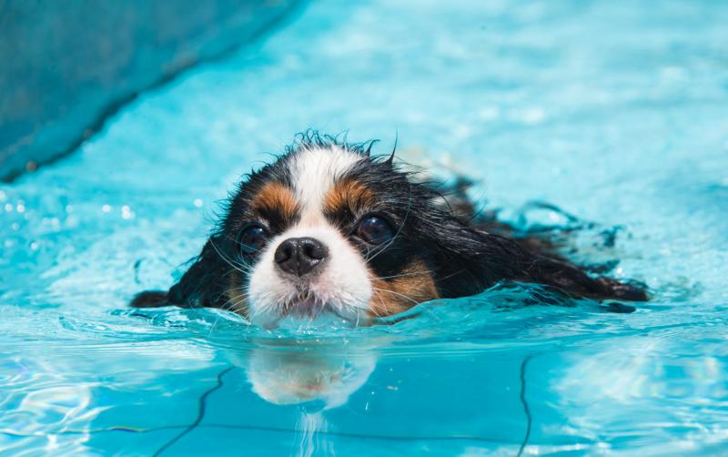 Czym są lekcje pływania dla psów?