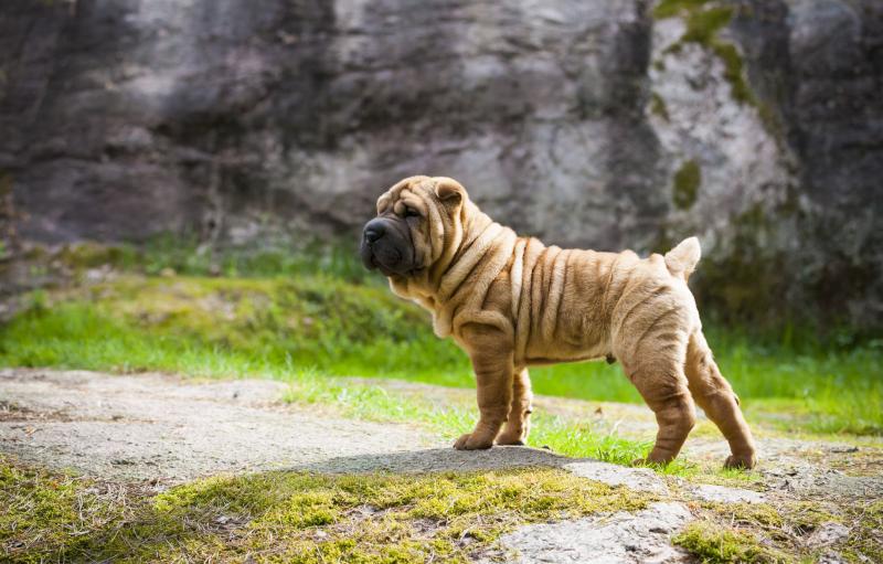 1. Shar Pei