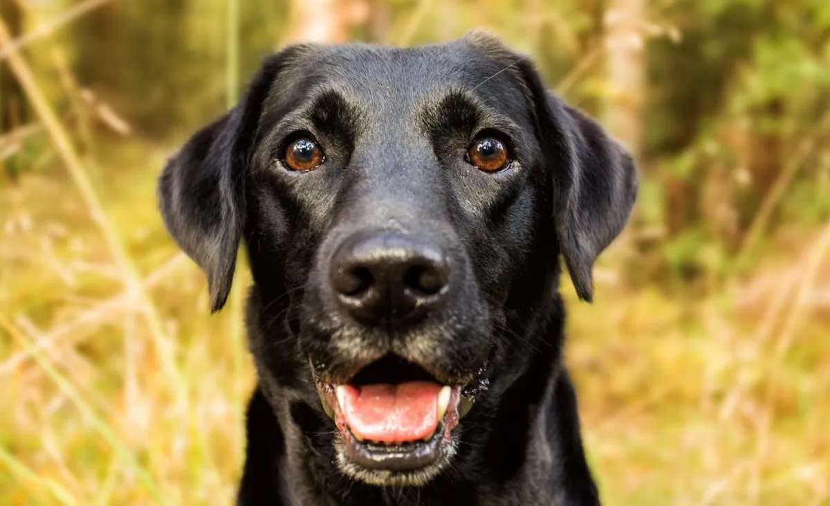 Formalne uznanie labradora retrievera