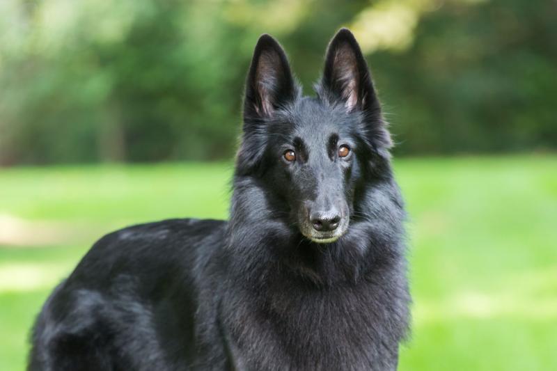 Owczarek belgijski Groenendael - szczenięta