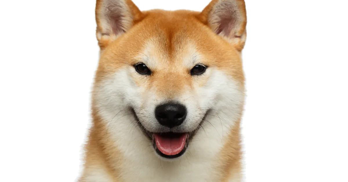 Charakterystyka rasy czarno-rudy shiba inu