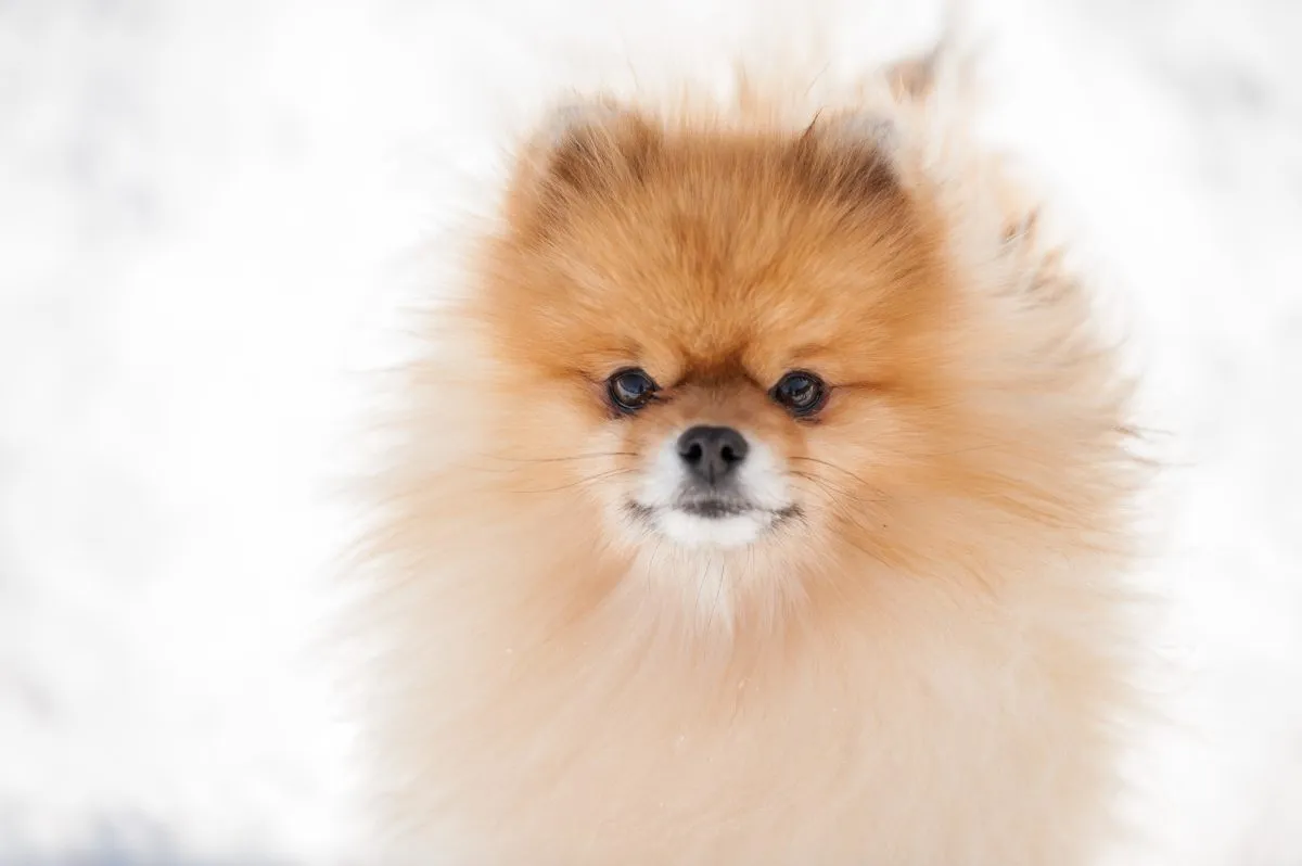 Dlaczego mój Pomeranian się trzęsie? 6 prawdopodobnych powodów