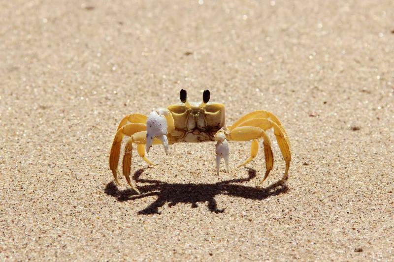 12 popularnych rodzajów krabów domowych (ze zdjęciami)