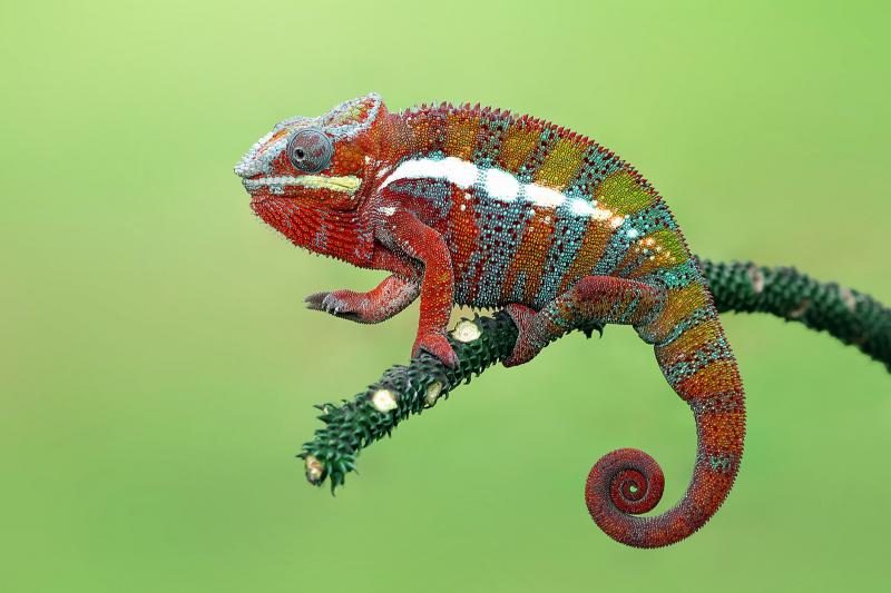 7. Kameleon Oustaleta