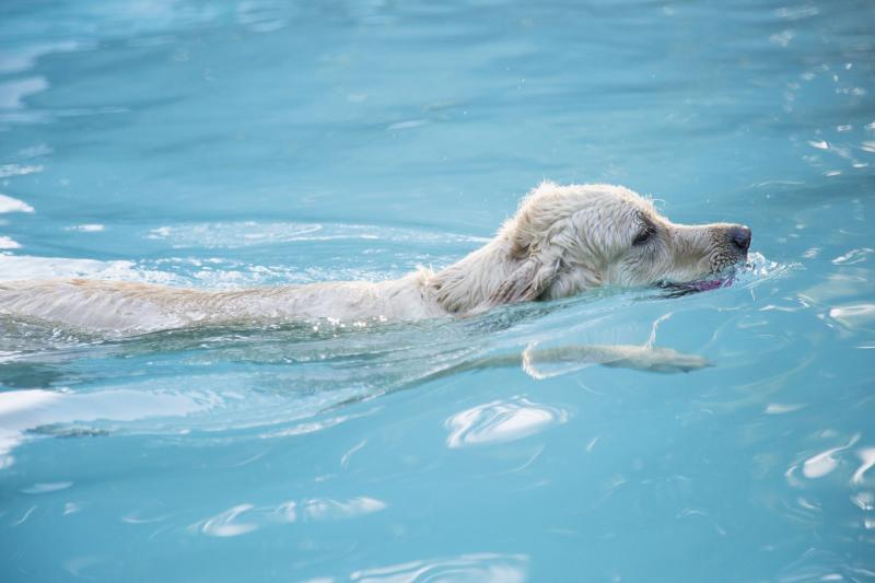 Zatrucie wodą u psów: objawy i leczenie opisane przez weterynarza