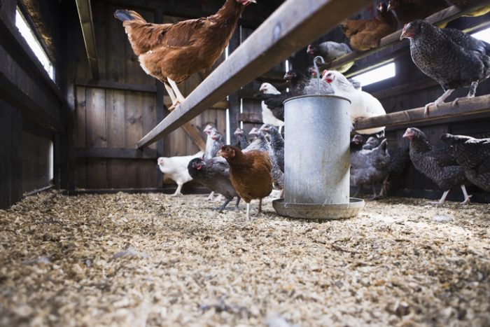 3. K&H PET PRODUCTS Grzęda termiczna dla kurczaków - wybór premium