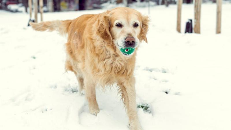 Jak pomóc psu z zapaleniem stawów w zimne dni: 7 wskazówek zatwierdzonych przez weterynarza i najczęściej zadawane pytania