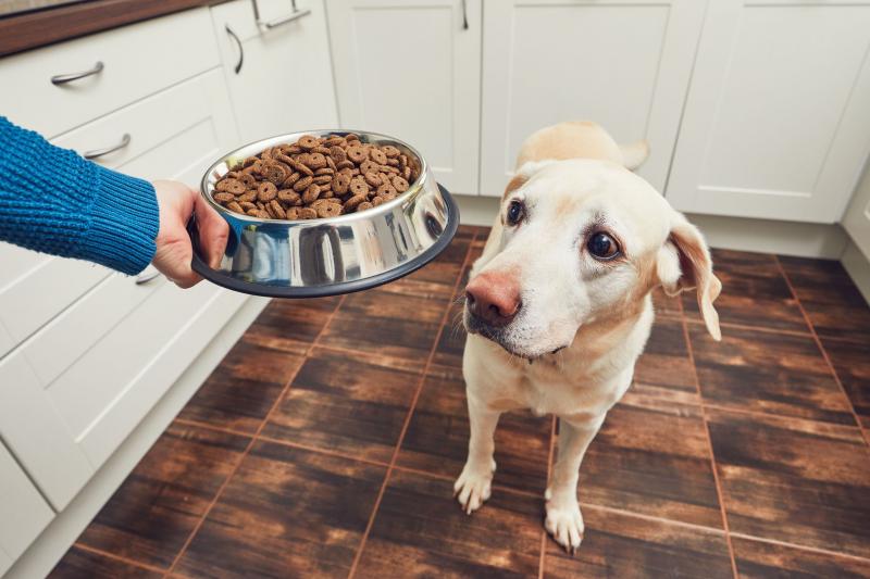 Podsumowując, mieszanie mokrej i suchej karmy dla psów może być realną opcją zapewniającą zbilansowaną i smaczną dietę dla twojego psiego towarzysza. Przed wprowadzeniem jakichkolwiek zmian w rutynie żywieniowej psa należy jednak ocenić jego konkretne potrzeby i skonsultować się z lekarzem weterynarii. Dokładnie rozważając wszystkie za i przeciw, możesz podjąć świadomą decyzję, która promuje ogólne zdrowie i szczęście Twojego psa.