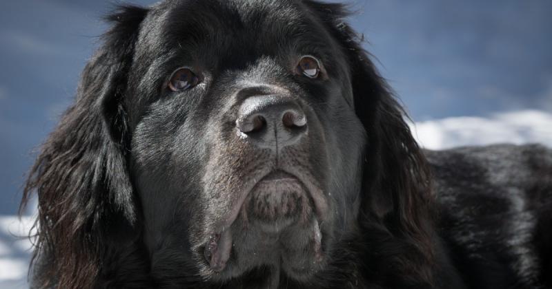 18 mieszanek psów rasy nowofundland (ze zdjęciami)