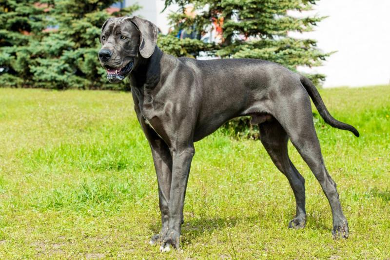 Pit bull mix dog niemiecki (dog niemiecki) - zdjęcia, informacje, pielęgnacja i cechy