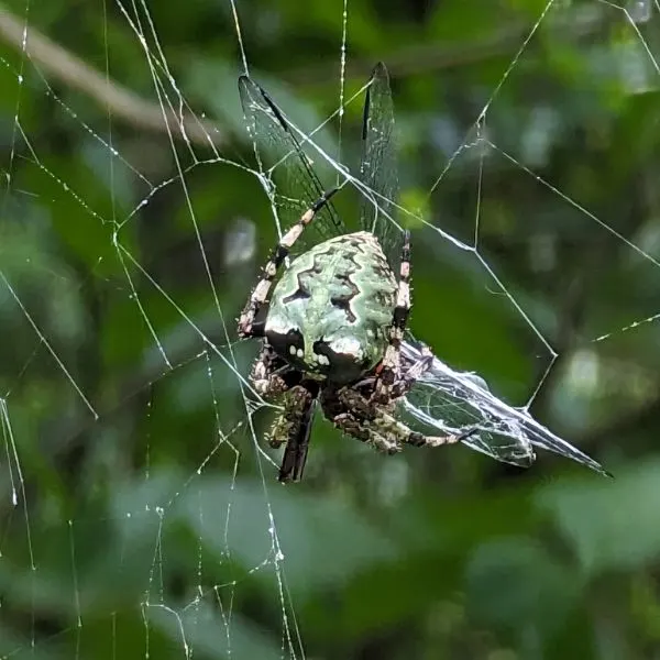 8 rodzajów skaczących pająków, które można mieć jako zwierzęta domowe (ze zdjęciami)