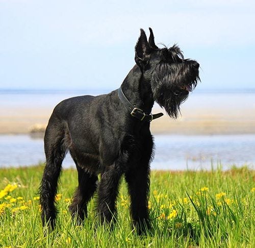 Sznaucer olbrzym vs dog niemiecki - co wybrać? (ze zdjęciami)