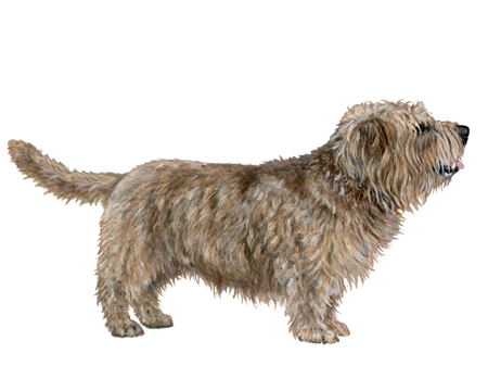 Charakterystyka Glen of Imaal Terrier