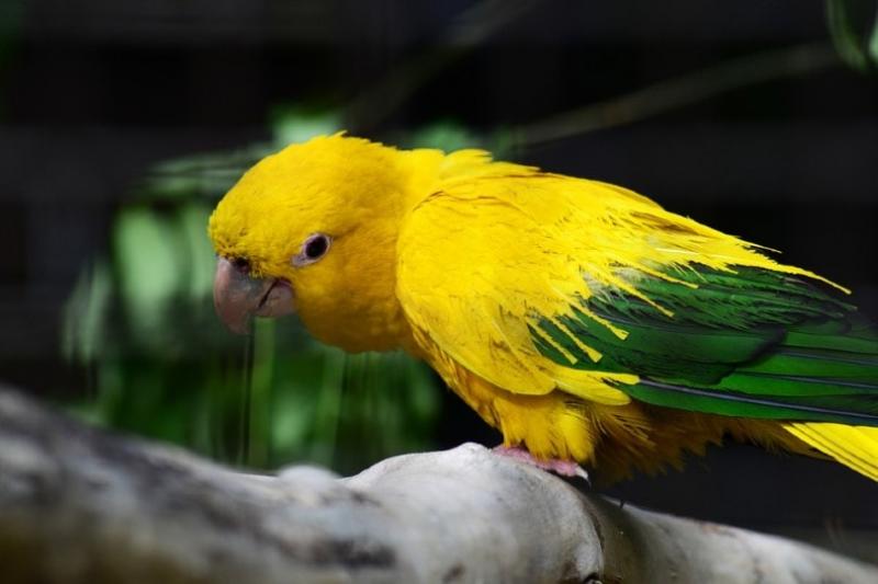 7 najbardziej egzotycznych ptaków domowych: Przegląd (ze zdjęciami)