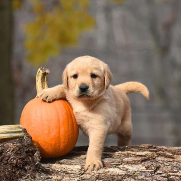 6 hodowców labradorów retrieverów w Kentucky