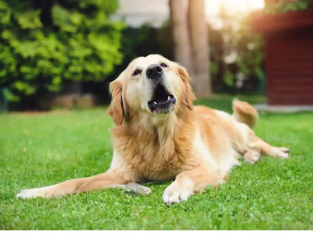 Czy golden retrievery dużo szczekają? Przyczyny i jak przestać