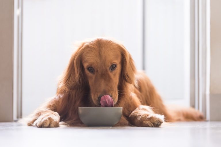 Zwykła karma dla psów a karma premium: Jaka jest różnica?