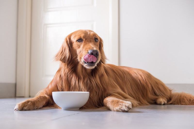 Jakich składników należy unikać w karmie dla psów, aby zapobiec drgawkom?