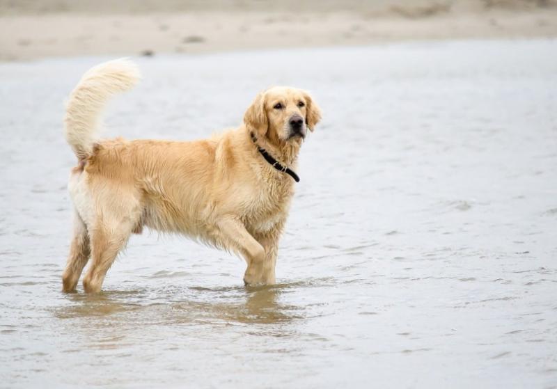 2. Istnieją trzy rodzaje golden retrieverów