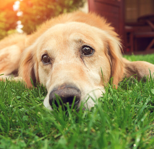 Jakie są wady posiadania golden retrievera?