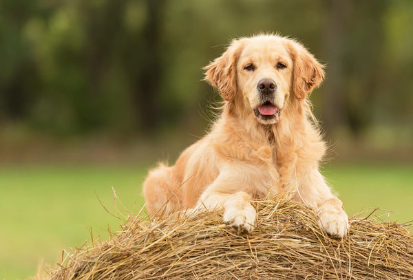 Obniżanie poziomu alergenów u psów rasy golden retriever