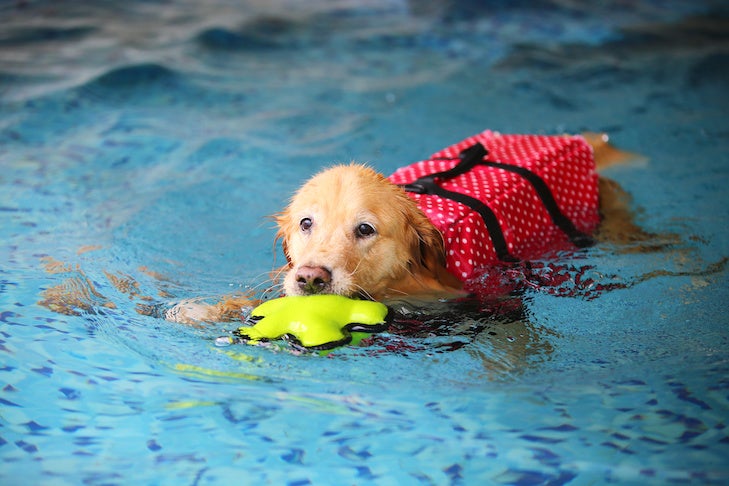 Lekcje pływania dla psów: Niezbędne czy niepotrzebne?