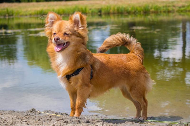 Pomchi (Pomeranian & Chihuahua Mix): Informacje, zdjęcia, pielęgnacja i więcej!