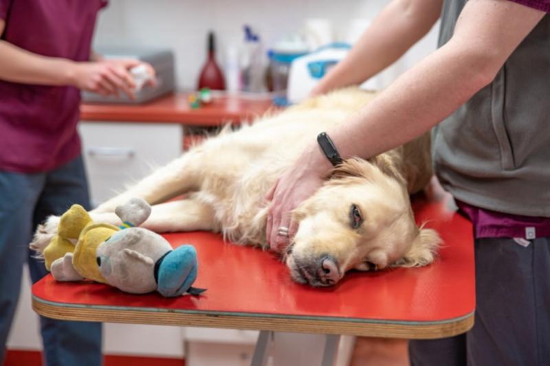 Ile kosztuje sterylizacja lub kastracja psa w Wielkiej Brytanii? (Przewodnik 2024)