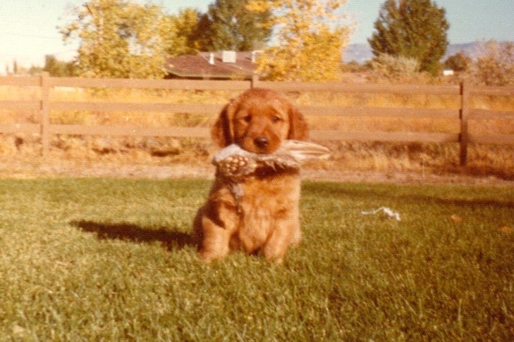 Historia Golden Retrievera: Pochodzenie, fakty i więcej