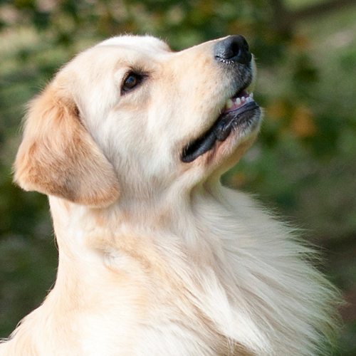 Jak powstrzymać nieprzyjemny zapach mojego golden retrievera?