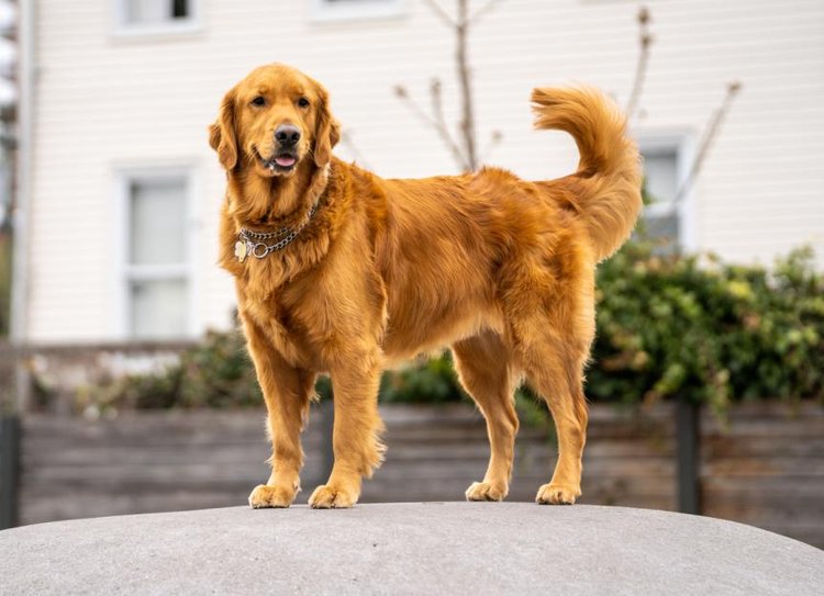 2. Blockhead Golden Retrievery zazwyczaj występują w kolorze jasnokremowym