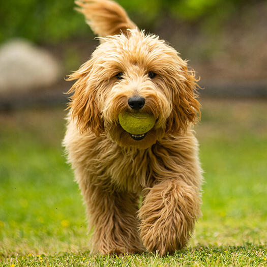 Top 3 unikalne fakty na temat Black Mini Goldendoodles