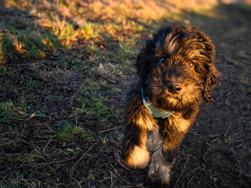 Charakterystyka rasy Phantom Goldendoodle