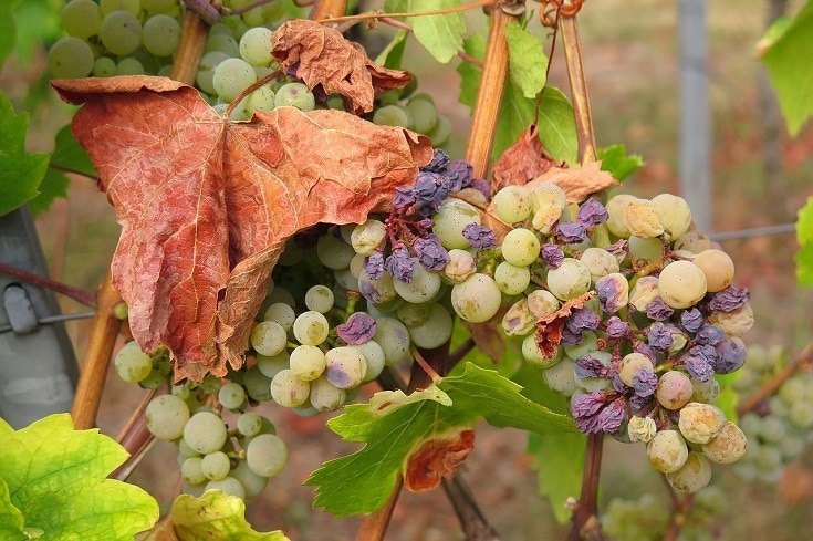 Jak karmić kakadu winogronami i rodzynkami?