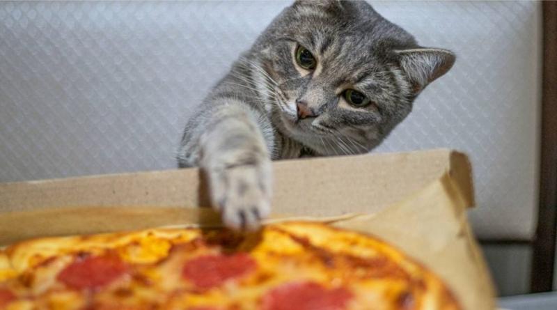 Czy koty mogą jeść pizzę? Fakty żywieniowe zweryfikowane przez weterynarza