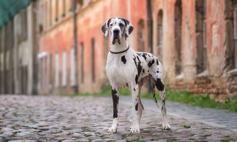 Dog niemiecki vs labrador: Kluczowe różnice (ze zdjęciami)