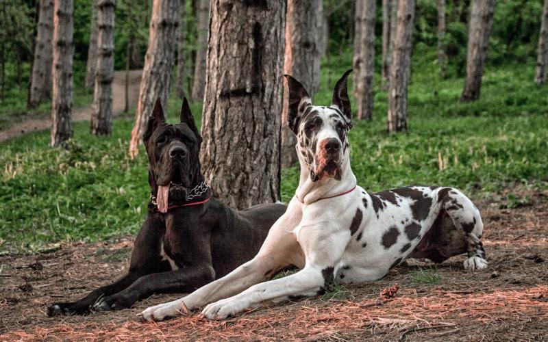 7. Dog niemiecki otrzymał dwa medale Błękitnego Krzyża