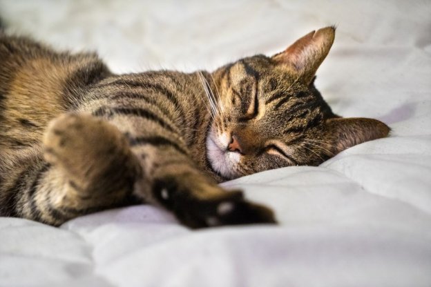 Dlaczego koty udają, że śpią? 8 najczęstszych powodów