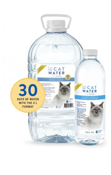Czy koty mogą pić wodę butelkowaną? Fakty i obawy zweryfikowane przez weterynarza