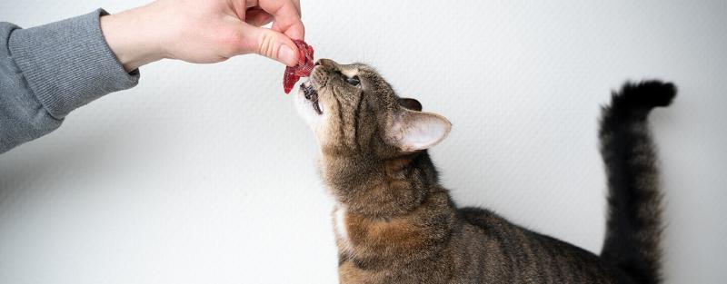 Co zrobić, jeśli nie chcę, by mój kot jadł produkty uboczne?