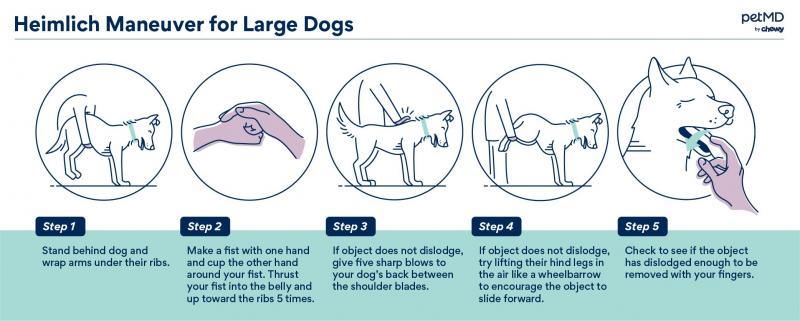 Wykonywanie manewru Heimlicha u średnich i dużych psów: krok po kroku