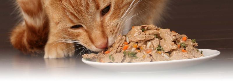 5 rodzajów karmy dla kotów