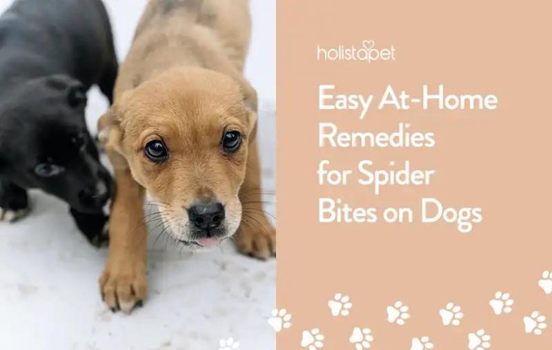 Jak leczyć ukąszenia pająków u psów: 11 środków zaradczych (odpowiedź weterynarza)