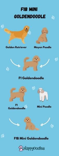 4. Mini Goldendoodles to świetne psy terapeutyczne